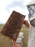 Şifalı Otlarla Yüksek Dağlarda Yetişen Petek Çıta Bal 1 KG