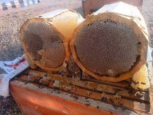 Türkiye'nin En Yüksek Yaylasında Yetişen KÜTÜK BAL 1 KG
